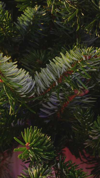 More Than My Dog - Personalized Dog Lover Ceramic Acrylic Ornament